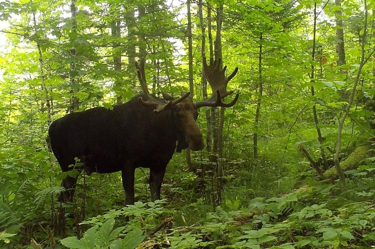 A large bull moose with antlers standing in a dense, green forest surrounded by thick foliage.